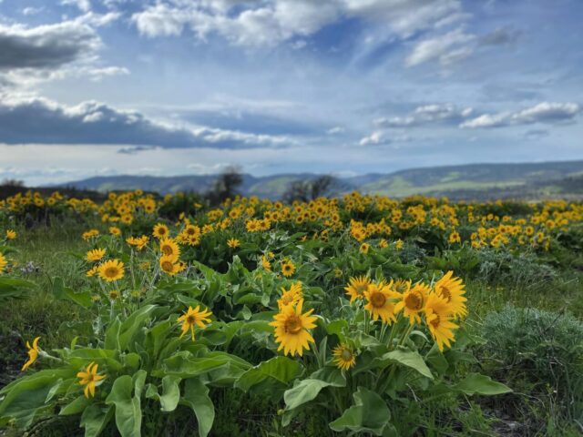 #balsamroot #pnw #pnwonderland #oregon #nature #pacificnorthwest  #pdx #portland #upperleftusa #westcoast #hiking #instagood #travel #optoutside #pnwphotographer #outdoors #wanderlust